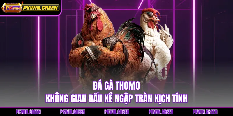 Đá Gà Thomo - Không Gian Đấu Kê Ngập Tràn Kịch Tính